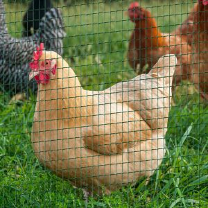 PVC Coated Steel Chicken Rabbit Mesh Fencing Wire Garden Galvanized Fence Border